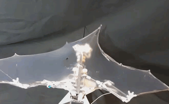 可实现自主飞行的蝙蝠机器人