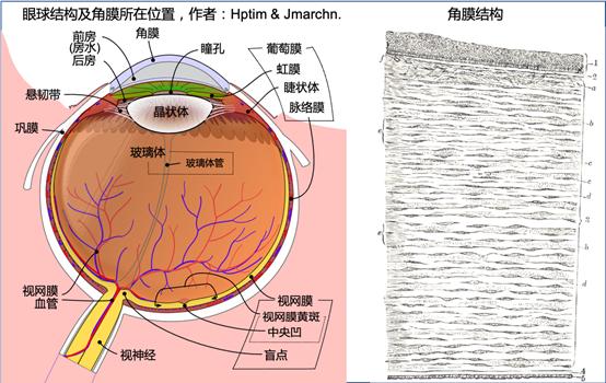 生物3D打印